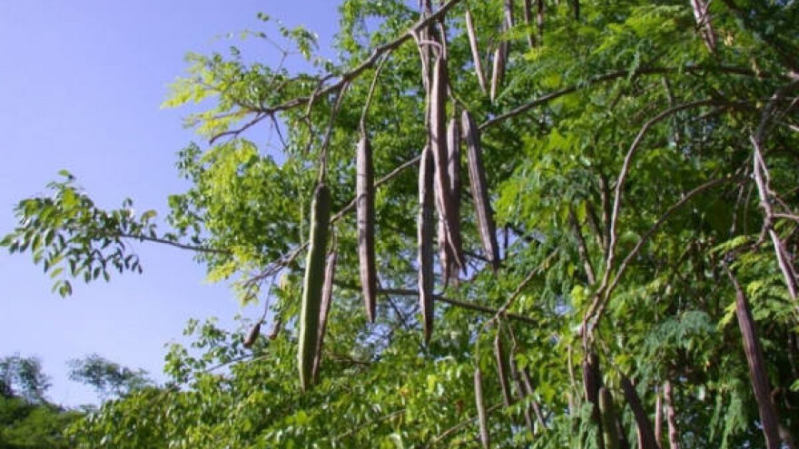 Moringa - besmrtno drvo prirodni lek za zemljište!