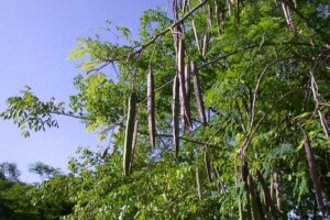 Moringa - besmrtno drvo prirodni lijek za tlo!