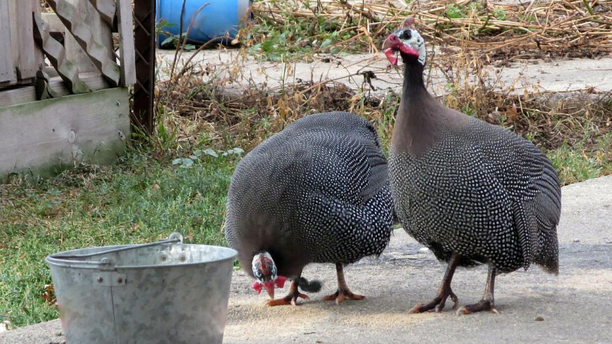 Najveća farma morki u Srbiji u okolini Sombora