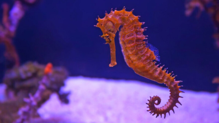 Krijumčarili 2.000 morskih konjića preko pošte!