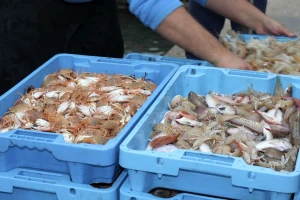 Bregzit: Zbog dodatne birokratije kamioni s ribom i morskim plodovima "zapeli" na carini