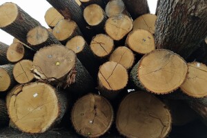 Objavljen oglas za prodaju šumskih drvnih sortimenata