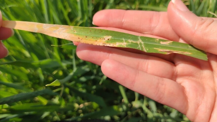 Poljoprivredne udruge traže fond za pomoć OPG-ima i otkup tržišnih viškova