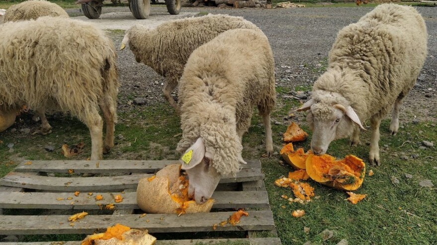 Poljoprivreda mora biti u centru Marshallovog plana jer može smanjiti nezaposlenost