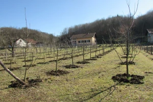 Treba li voće saditi u prijestupnoj godini?