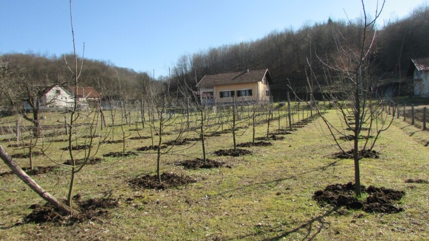 Valja li voće saditi u prestupnoj godini?