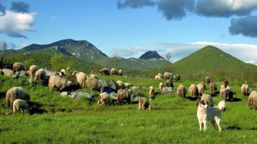 Iz grada na selo - šansu vide u eko poljoprivredi
