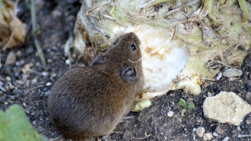 Koje biljke tjeraju miševe iz dvorišta i vrta, ali i domaćinstva