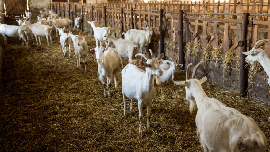 Kozji stajnjak posebno koristan za voćnjake, povrće i začinsko bilje