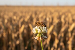 Može li med biti zagađen GMO-om?