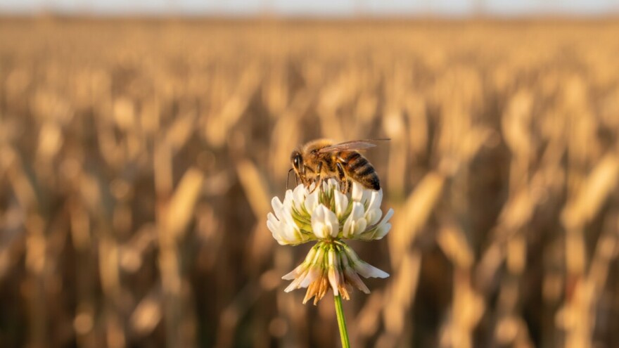 Može li med biti zagađen GMO-om?