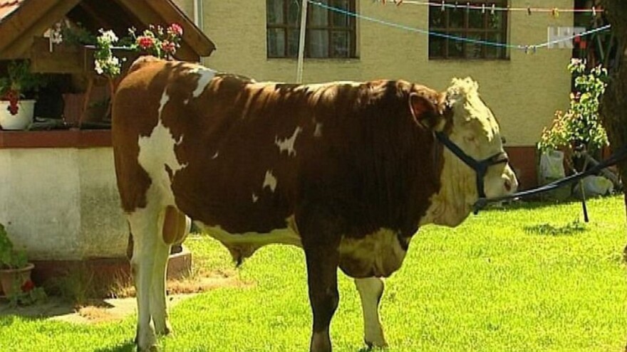 Hrvatski Mozilla - najtraženiji bik Europe