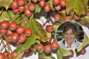 Vještačila štete od vuka i otkrila zaboravljene brekinje