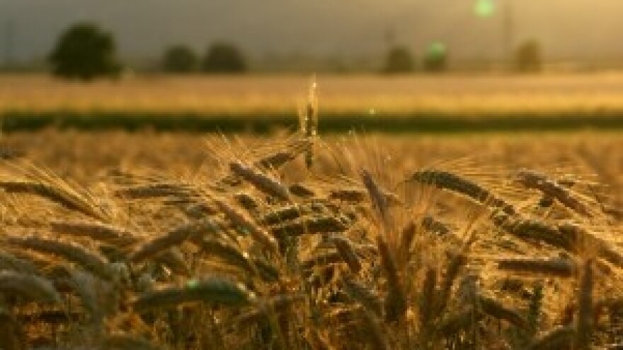 Svjetsko tržište žitarica - novosti