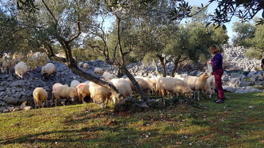 Država potiče otvaranje klaonica dok je jedina na otoku Krku pred zatvaranjem