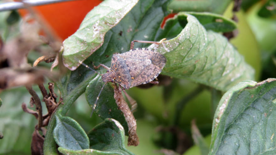 Braon mramorasta stenica - štetočina koju je teško suzbiti