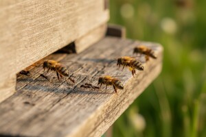 Mrav u pčelinjaku - štetočina ili pomagač?