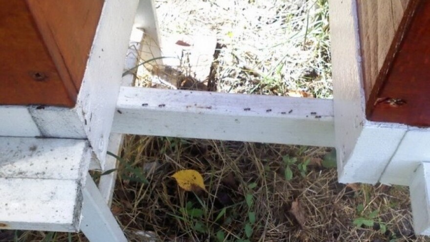 Mrav u pčelinjaku - štetočina ili pomagač?