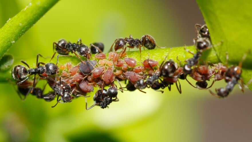 Da li su mravi  štetni ili korisni na parceli - određuje njihova brojnost