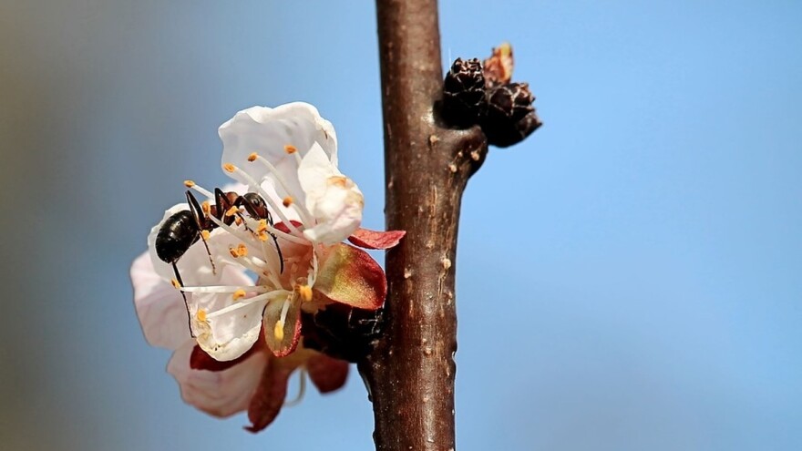 9 prirodnih recepata za borbu protiv mrava na voću i bilju