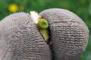Kako provjeriti je li mraz oštetio voćke?
