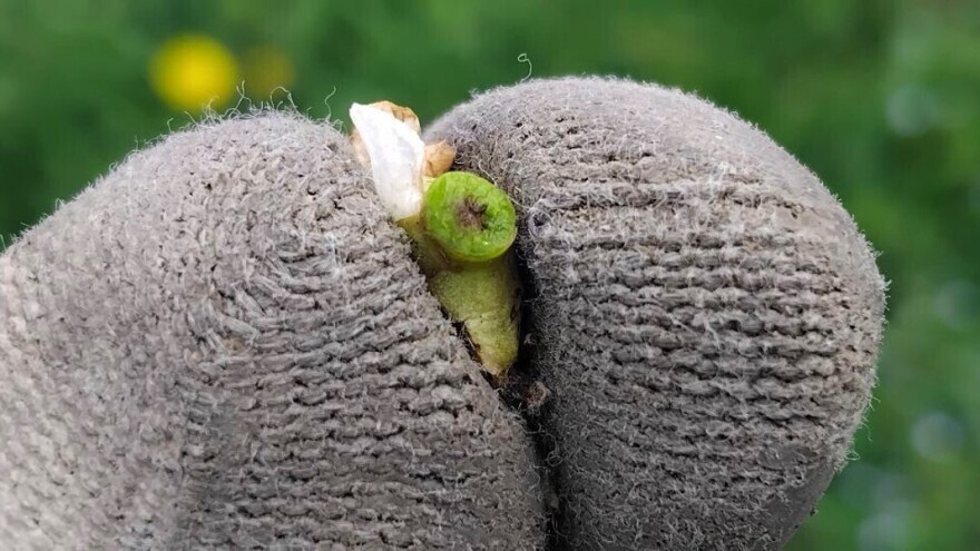 Kako provjeriti je li mraz oštetio voćke?