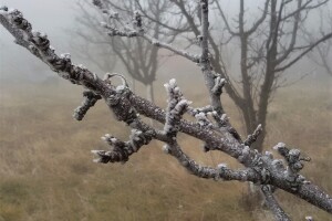 Koji su periodi zimskog mirovanja voćki i zašto kajsija strada od proljetnih mrazeva?