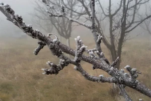 Koji su periodi zimskog mirovanja voćki i zašto kajsija strada od prolećnih mrazeva?