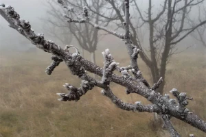 Kako velika temperaturna kolebanja u toku zime utiču na voćke?