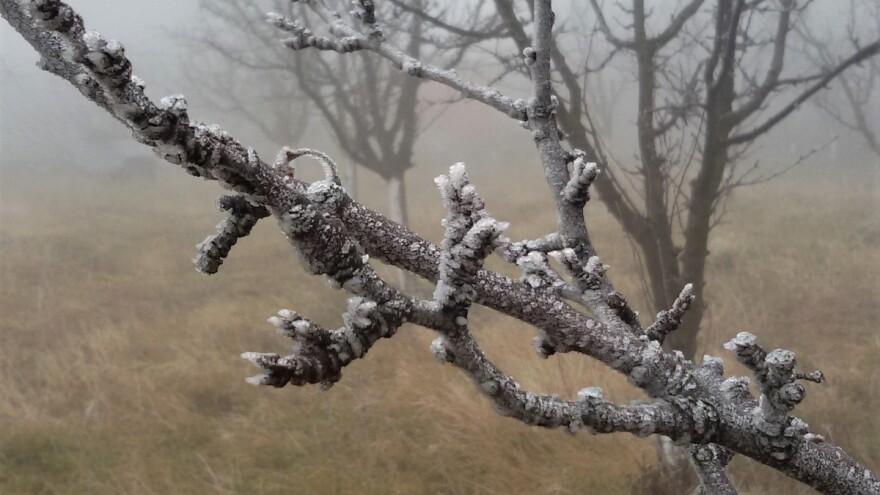 Kako velika temperaturna kolebanja u toku zime utiču na voćke?