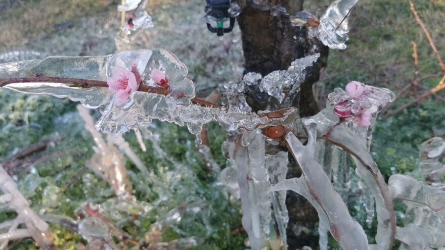 Mraz ugrozio devet hektara bresaka i nektarina, iza Kovačevića četiri neprospavane noći