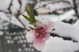 Pad planiranog uroda mogao bi zbog mraza ponegdje biti i veći od 90 posto