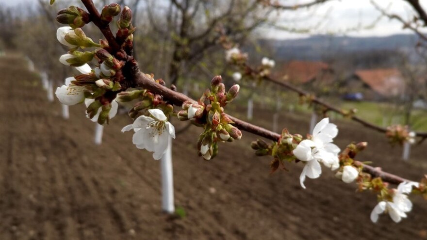 Borba protiv mrazeva položajem voćnjaka i nadmorskom visinom?