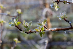 Obrana od mraza: Natječajima do antifrost i sustava navodnjavanja