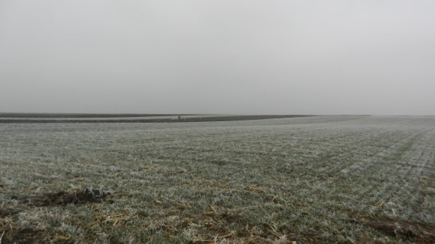 Novembarska pšenica nije ni proklijala