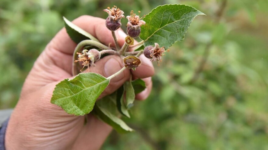 Mraz: Voće stradalo, berba povrća će kasniti, ozima žita odolela?