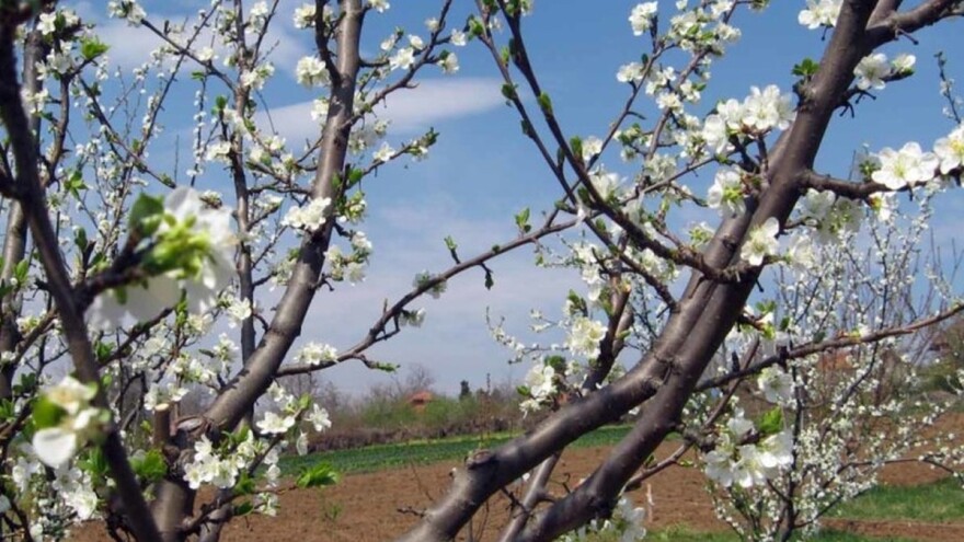 Kako zadimljavanjem zaštititi nasad od proljetnog mraza?