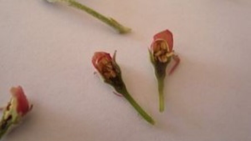 Možemo li kemijski umanjiti štete od mraza?