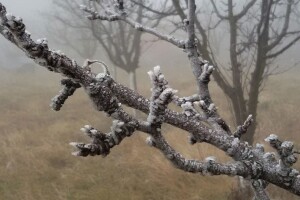 Kako velika temperaturna kolebanja u toku zime utiču na voće?