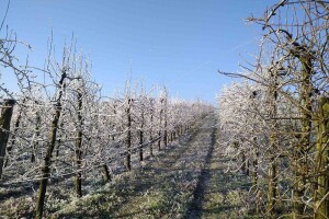 Voću ponovo prijeti mraz, pripremite se za odbranu