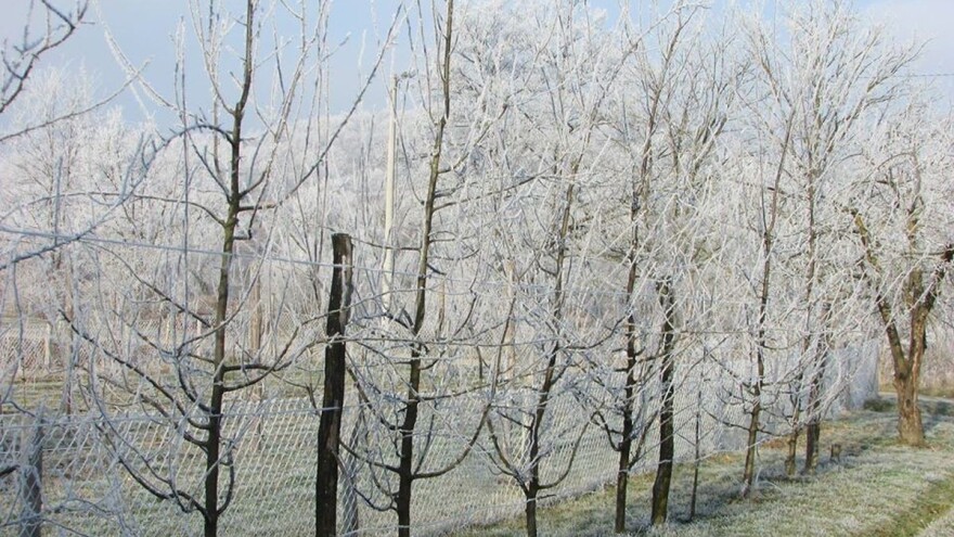 Kako od mraza sačuvati stare sorte voća?