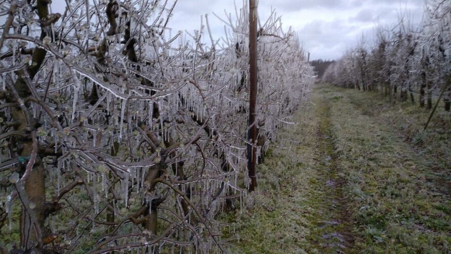 Mraz trajao skoro 11 sati - štete na voću katastrofalne