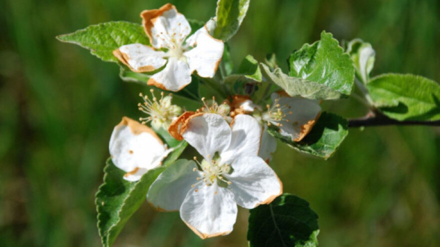 Pružite pomoć biljkama za brz oporavak od mraza!