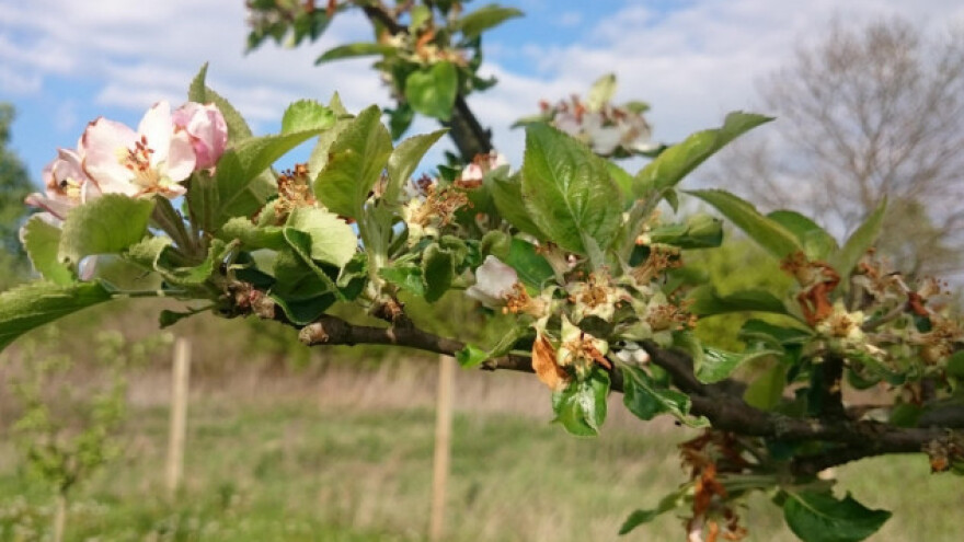 Opet šteta na trajnim nasadima