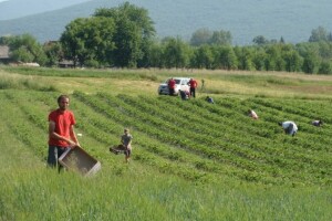 Mraz obrao voće i povrće - u strahu i pčelari!