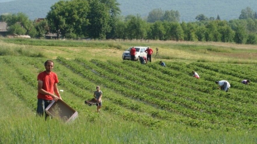 Mraz obrao voće i povrće - u strahu i pčelari!
