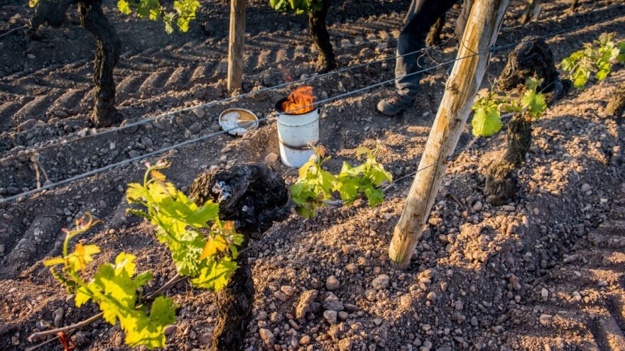 Verovatnoća za pojavu mraza postoji, kako ublažiti štetu?