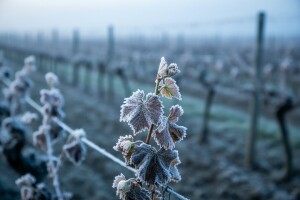 Mraz odnio 60 milijuna kuna u Zadarskoj županiji!