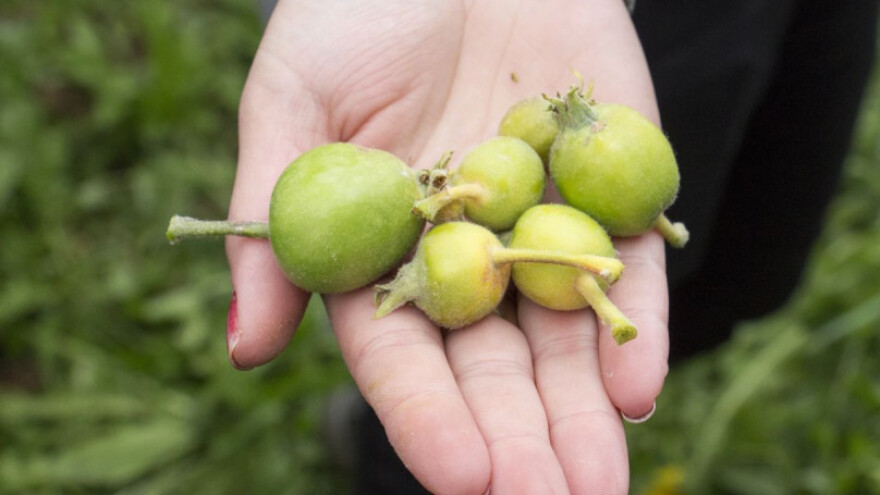 Više od milijun kuna za štete od mraza u travnju