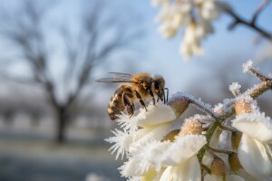 Mraz prepolovio pašu meda